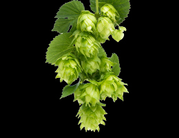 Adding hops in beverage creation