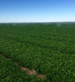 organic ingredients in food and beverage production creation