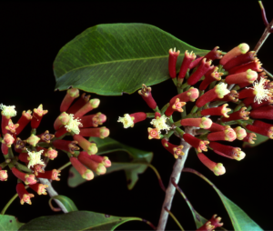 spices in food production